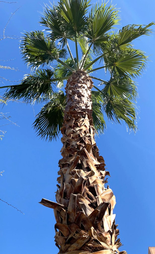 Arizona Palm Tree